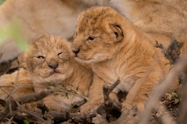 The Little Tiger Cubs Crouched on the tree branch in Mara Masai thumb