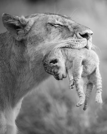 A lioness carefully lifts her cub by the back of her head thumb