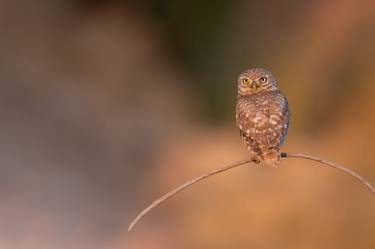 The little owl, is a small, adorable owl found throughout Israel thumb