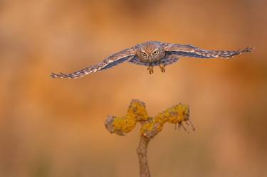 The owl in Israel is known for its fascinating flight patterns. thumb