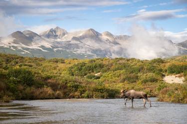 The moose stands in the  waters of Alaska thumb