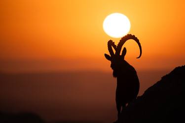 Nubian ibex mountain climbing goat silhouette thumb