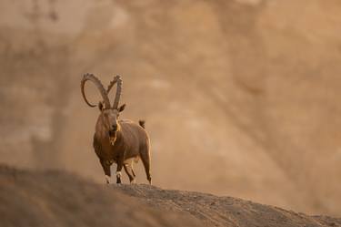 Nubian Ibex walking through the Negev Israel on a sunset thumb