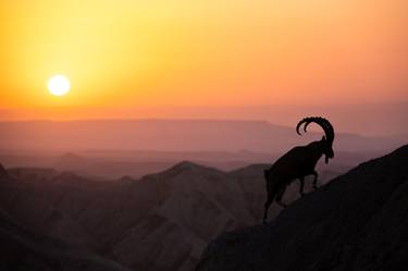 Nubian ibex mountain climbing goat silhouette Israel thumb