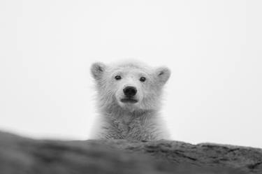 A polar bear cub in Svalbard is a sight to behold thumb