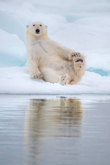 Resting Polar bear (Ursus maritimus), Svalbard, Norway thumb