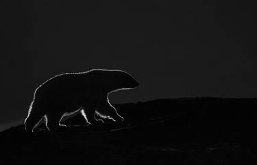 Polar bear silhouette, Svalbard thumb