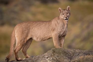 The solitary Patagonian Puma thumb