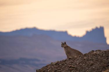 Puma, Torres del Paine National Park, Patagonia thumb