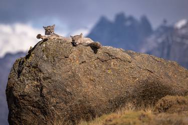 Two Pumas Survey Their Patagonian Kingdom thumb
