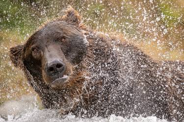 The brown bear takes a refreshing dip in the waters, Alaska thumb