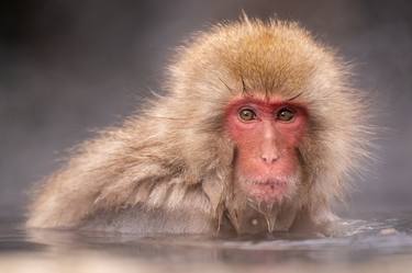 Snow Monkeys Japanese Macaques bathe in the  hot springs, Japan thumb