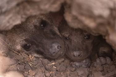 Spotted hyena in front of the cave, Tanzania thumb