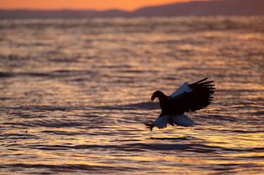 White-tailed eagle flies over a beautiful sky in Japan thumb