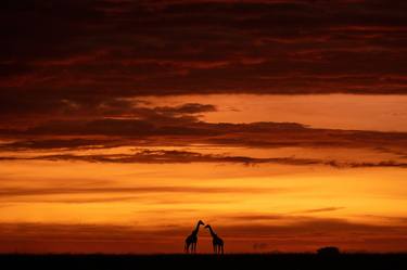 Two giraffes at sunrise, Masai Mara, Kenya, Africa thumb