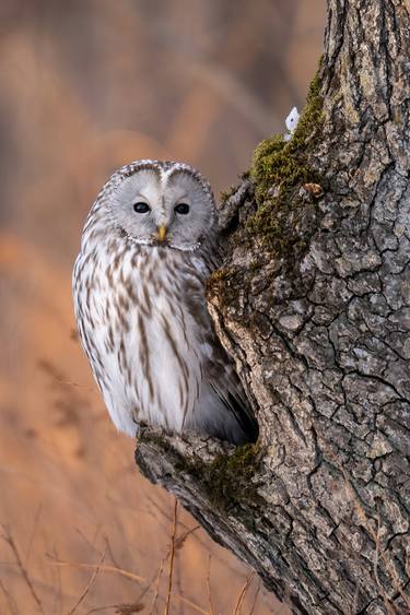 Beautiful gray owl in natural habitat, Japan thumb