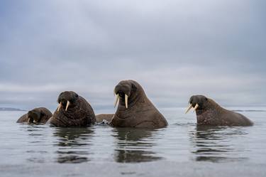 Walruses are coming ashore to rest. thumb