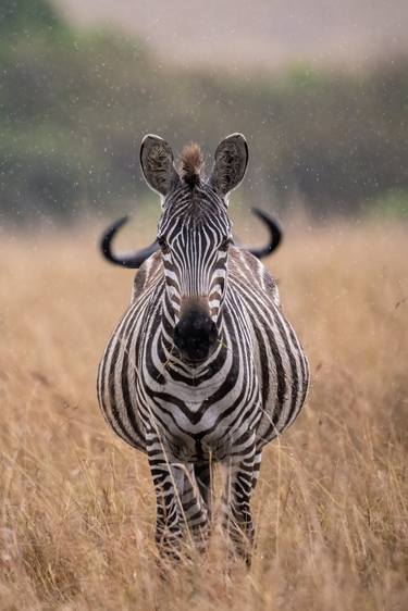 Portrait of a zebra standing in rain, Masai Mara thumb
