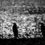 Penguin Pair: Gazing at the Horizon by Yarin Klien