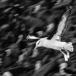 Penguin in Flight: Black and White Coastal Elegance by Yarin Klien