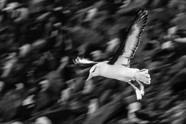 Original Documentary Animal Photography by Yarin Klien