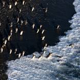 Overhead Perspective: Penguins of Salisbury Plain by Yarin Klien