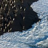 Aerial Elegance: Penguins on Salisbury Shore by Yarin Klien