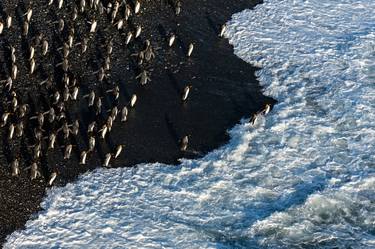 Original Documentary Animal Photography by Yarin Klien