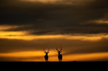 Antelopes at sunset Masai Mara - Kenya Africa - Limited Edition of 100 thumb