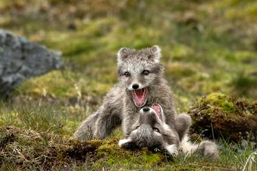 Print of Animal Photography by Yarin Klien