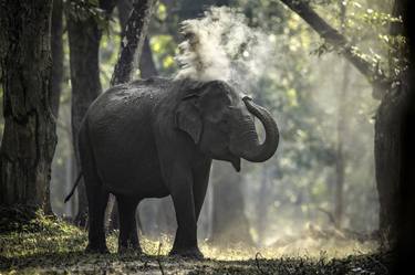 African adult male elephant walking in bushes in  Serengeti National Park - Limited Edition of 100 thumb