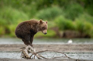 Original Documentary Animal Photography by Yarin Klien