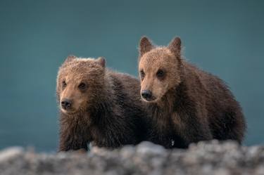 brown bear brothers- kuril lake - kamchatka - Limited Edition of 100 thumb