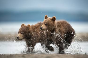 brown bear brothers - kuril lake - kamchatka - Limited Edition of 100 thumb