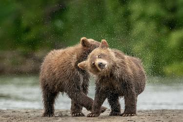 Brown bear brothers - Kuril lake - Kamchatka Peninsula Russia - Limited Edition of 100 thumb