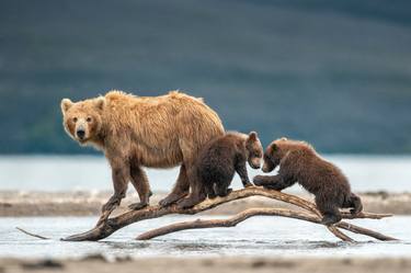 Brown bear Family- Kuril lake - Kamchatka Peninsula Russia - Limited Edition of 100 thumb