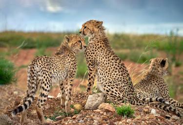 Adorable young cheetah cubs family in the Savanna Maasai Mara National Reserve Kenya , Africa - Limited Edition of 100 thumb