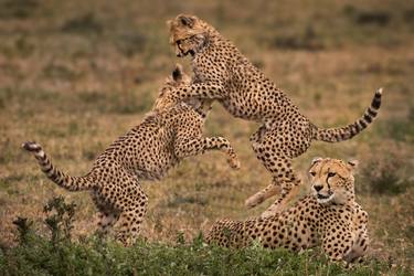 Adorable young cheetah cubs family in the Savanna Ndutu Lake - Tanzania, Africa - Limited Edition of 100 thumb