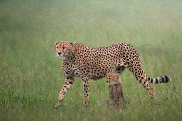 Adorable young cheetah cubs family in the Savanna Maasai Mara National Reserve Kenya , Africa - Limited Edition of 100 thumb
