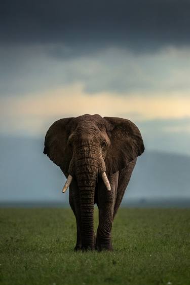 Original Documentary Animal Photography by Yarin Klien