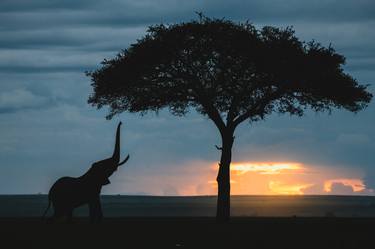 Elephant Maasai Mara National Reserve Kenya - Limited Edition of 100 thumb