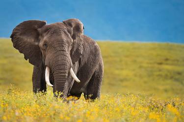 Elephant Ngorongoro Conservation west of Arusha in the Crater Highlands area of Tanzania. Area - Limited Edition of 100 thumb