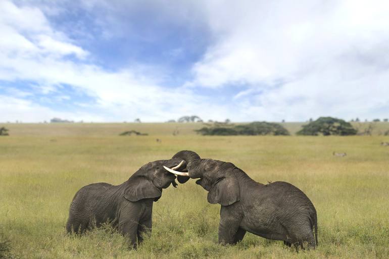 View in a Room Artwork