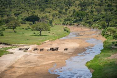 Elephants crossing the river. Tarangire National Park is a national park in Tanzania's Manyara Region. - Limited Edition of 100 thumb