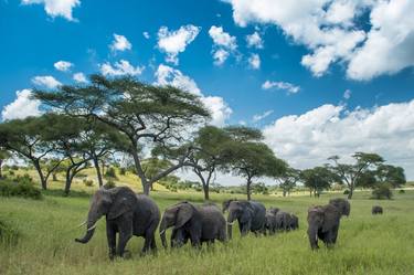 Elephants crossing the Savannah. Tarangire National Park is a national park in Tanzania's Manyara Region. - Limited Edition of 100 thumb