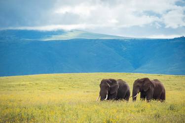 Elephant Ngorongoro Conservation west of Arusha in the Crater Highlands area of Tanzania. - Limited Edition of 100 thumb