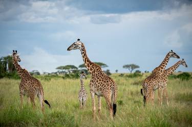 Giraffe Serengeti Tanzania Africa. Maasai Mara National Reserve is an area of preserved savannah wilderness in southwestern Kenya, along the Tanzanian thumb