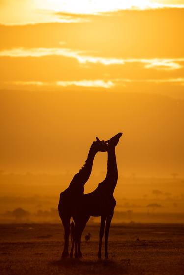 Giraffes make love in Maasai Mara National Reserve is an area of preserved savannah wilderness in southwestern Kenya, along the Tanzanian border. - Limited Edition of 100 thumb