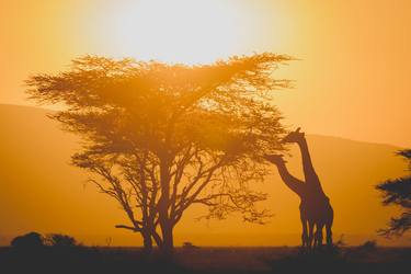 Giraffe Serengeti Tanzania Africa. Maasai Mara National Reserve is an area of preserved savannah wilderness in southwestern Kenya, along the Tanzanian border thumb