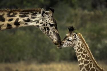 Mother Giraffe Maasai Mara National Reserve is an area of preserved savannah wilderness in southwestern Kenya, along the Tanzanian border. - Limited E thumb
